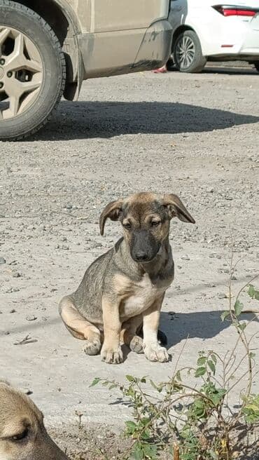 американский бульдог питомник: Собака даром: Дворняжка, 3 месяца, Самка — 1