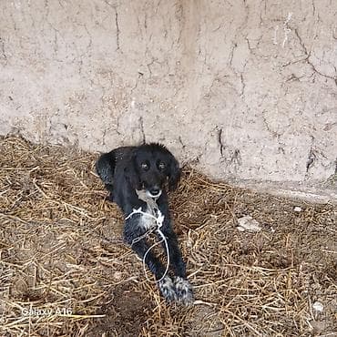 авган кой: Собака даром: Тайган, 3 года, Самка — 4