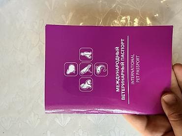 корги сабака: Колли, 6 месяцев, Самец, С прививкой — 6