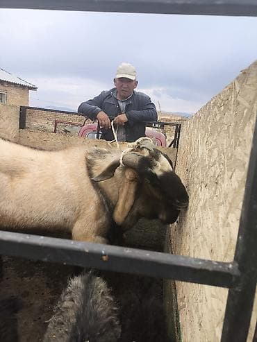 Продаю | Козёл (самец) | Для разведения | Племенные at lalafo.kg Продаю | Козёл (самец) | Для разведения | Племенные