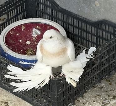 Үй жаныбарлары: Продаю рантастых голубей, 3 самца и пара племенной — 2