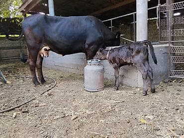 продам пчёл: Продаю | Корова (самка) | Голштин | Для молока | После отела — 2