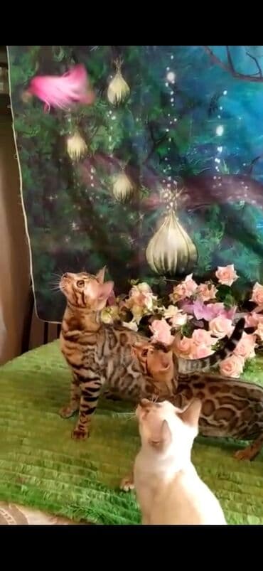 отдам котят в добрые руки бишкек: Бенгальская, 2 месяца, Мальчик — 4