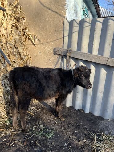 шароле бык: Продаю | Бык (самец), Музоо, торпок — 6