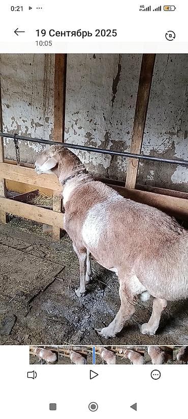 Аквариумдар: Сатам | Кочкор (эркек) | Арашан | Көбөйтүү үчүн | Асыл тукумдуу — 1