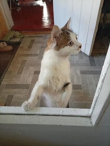 домашний кошка: Домашняя кошка с пушистым хвостом - Окрас: бело-табби (белая грудь и — 7