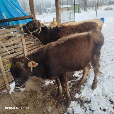 птица канарейки: Продаю | Тёлка | На откорм | Привязанные — 2