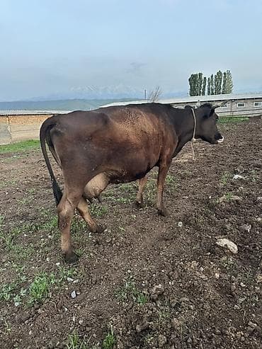 номер приюта для животных бишкек: Продаю | Корова (самка) | Швицкая | Для молока | Привязанные — 3