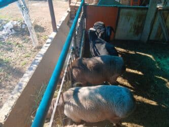 Продаю | Овца (самка) | Для разведения | Матка at lalafo.kg Продаю | Овца (самка) | Для разведения | Матка