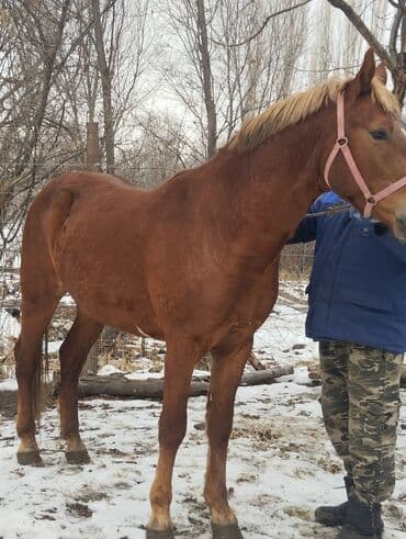далматинец купить: Продаю | Жеребец | Рабочий — 7