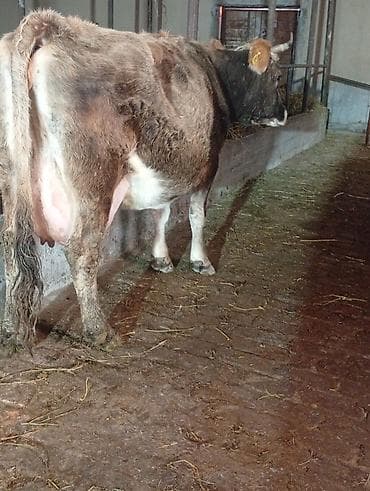 А/ч жаныбарларын сатам: Сатам | Уй (ургаачы) | Сүт алуу үчүн — 2