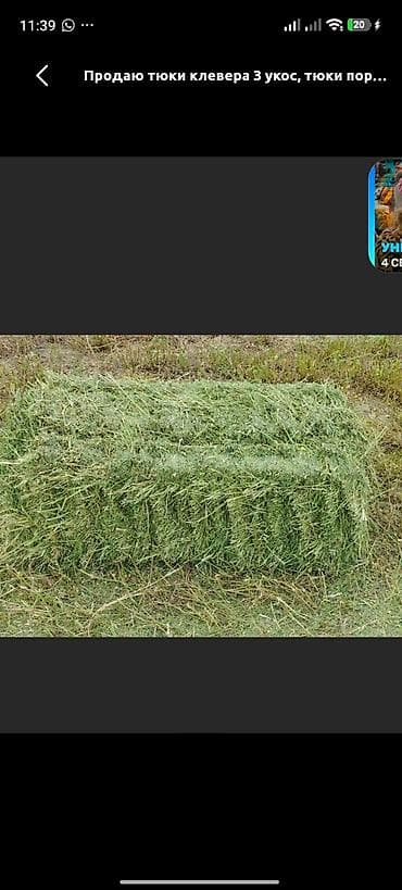 животные купить: Клевер беде түк сатылат Ысык Ата цена 230 — 1