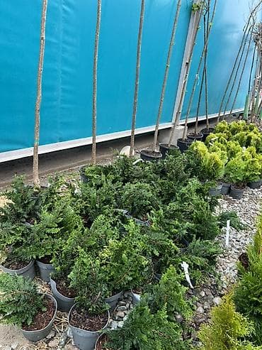 Үй жана бакча: Хвойные саженцы в контейнерах для озеленения участков - — 7