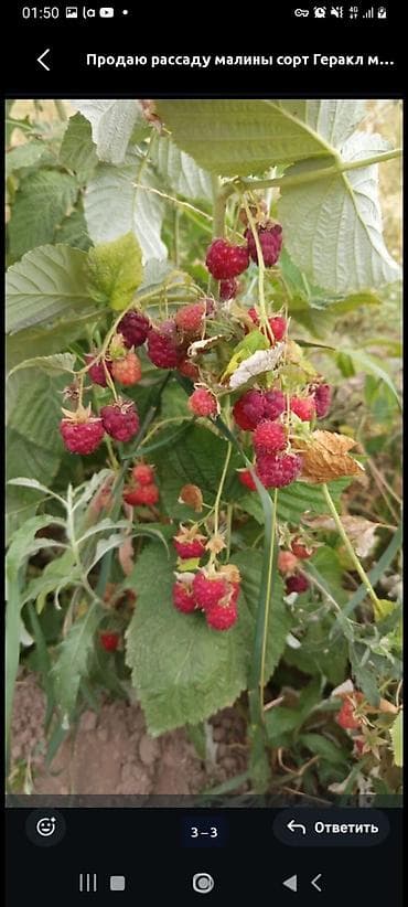 ящики для ягод: Саженцы малины, крупноплодные. На фото — мощные кусты с конусовидными — 3