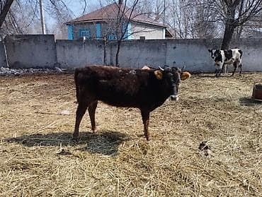 Баран, овца: Продаю | Музоо, торпок | На откорм — 3