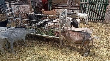 цена верблюда: Продаю | Коза (самка), Козёл (самец), Козлёнок | Полукровка, Зааненская | На забой, Для разведения, Для молока | Племенные — 5