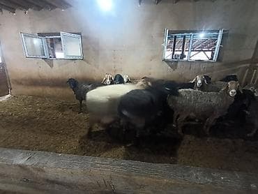 такса стоимость: Продаю | Овца (самка) | Полукровка | Для разведения | Матка — 10