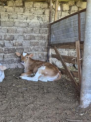 утята муларды купить: Продаю | Музоо, торпок | Для разведения | Искусственник — 5