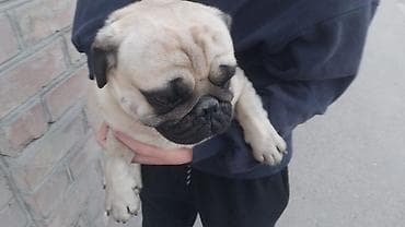 щенки бельгийская овчарка: Порода: мопс, окрас бежевый (фаун) с темной маской. Описание: торг — 4