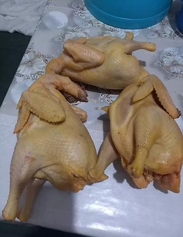 куры домашный: Продаю | Куры | Домашняя | Для разведения — 7