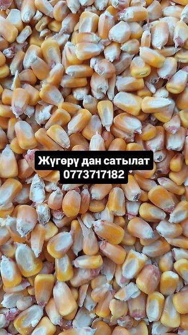 Кукуруза (зерно) - Желтое сухое зерно кукурузы, крупное, хорошо