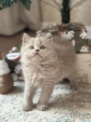 Мышыктар сатылат: Продаются шотландские котята, окрас лиловый, малышам почти два месяца — 4