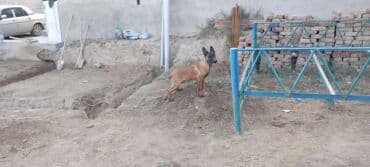 куда можно отдать собаку в бишкеке: Бельгийская овчарка, 2 месяца, Самец — 3