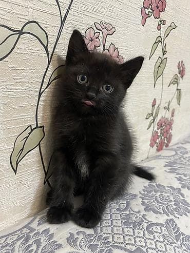 где можно купить кошку в бишкеке: Сиамская, 1 месяц, Девочка — 2