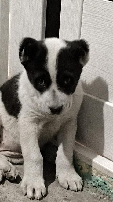 хаски талас: Алабай, 5 месяцев, Самка — 8