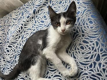 Котята, помет из трёх малышей. Возраст: примерно 4 месяца. Срочно — 4