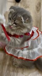 шотландская золотая шиншилла цена: Скотиш Фолд (Шотландская вислоухая), 3 месяца, Девочка, Серый, Приучена к лотку, Проглистована, С документами — 32