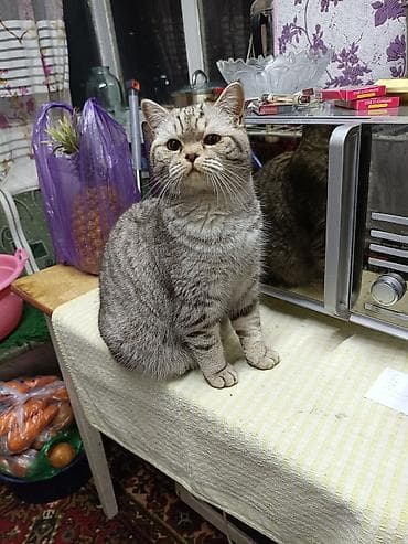 продажа котят британцев: Британские короткошёрстные котята, классический мраморный и тигровый — 8