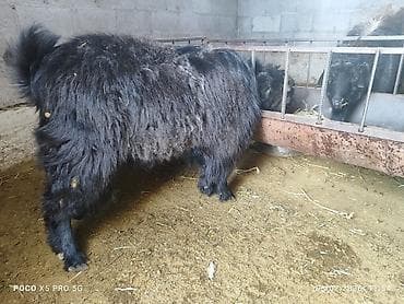 серая сибирская кошка: Як (домашний скот) Теке Теке Теке чон вес 50кг ойдо чыгат баасы — 1