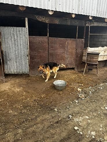 собака мальчик: Овчарка, 1 год, Самец — 2