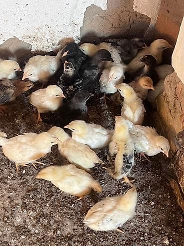 продам курей: Продаю | Цыплята | Домашняя | Для разведения — 3