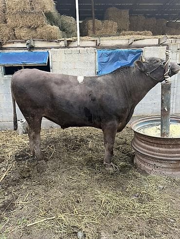 дакан цыпленок: Продаю | Бык (самец) | Племенные — 1