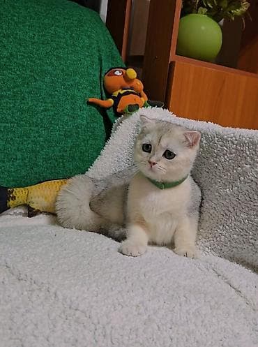 шиншилла грызун: Шотландские котята — 9