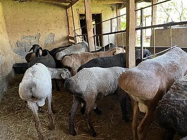 Үй жаныбарлары: Сатам | Козу | Союуга — 4