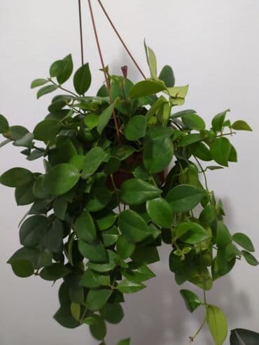 растения аквариумные купить: Строманта, диффенбахия, аглаонема, филодендроны, и т.д — 3