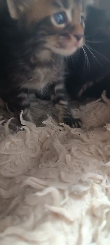 купить кошку манчкин: Мейн-Куны 🥰🥰🥰. Предлагаются к брони 🐱 Рысята ♥️ Чистокровные — 7
