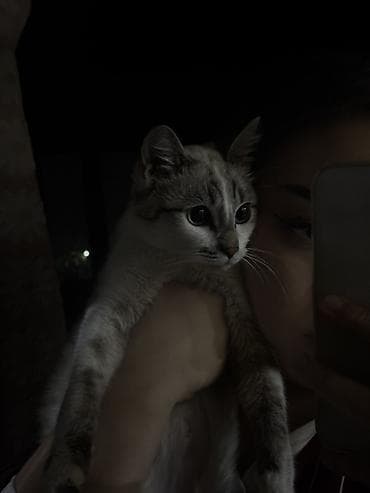 каракал кошка: Сибирская, 2 года, Девочка, С прививками, Приучена к лотку — 3