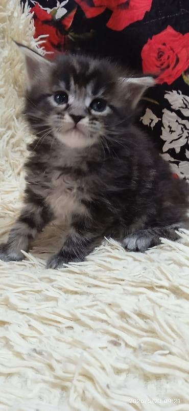 домашние кошки: Мейн-кун, 1 месяц, Девочка, Приучена к лотку — 2