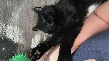 Аквариумы: Кошка даром: Беспородная, Девочка — 1