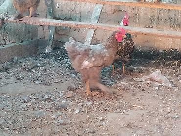 боос кой: Продаю | Петух | Кохинхин | Для разведения — 6