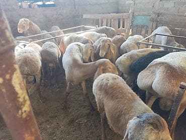 продам друга: Продаю | Баран (самец), Ягненок | Гиссарская, Арашан, Полукровка | Осеменитель, Племенные — 8