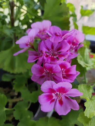 фиалку: Фиалки (сенполии) и герань (пеларгония) в горшках — комнатные цветущие — 7