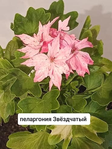 Пеларгонии (герани) сортовые в горшках: - Тюльпанка — тюльпановидные — 5