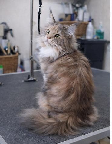 майнкун: Мейн-кун, 1 год, Девочка, Черепаховый — 1