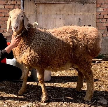 зоомагазин бишкек орто сай: Сатам | Ургаачы кой (ургаачы) | Жүн үчүн — 1