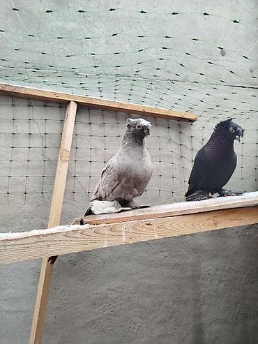 Услуги ветеринара: Жук самец дымчитая голубка,голубка взрослая жук молодой на гребле — 4